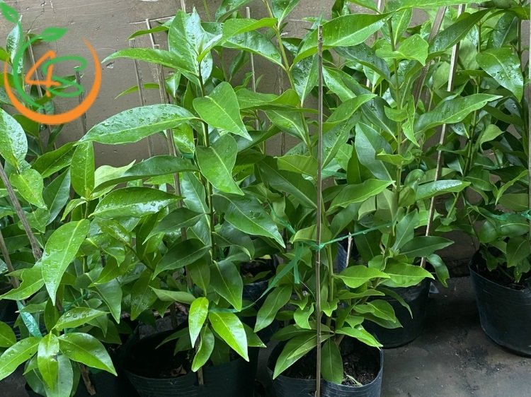 Cây Vối Nếp (lá vối) 11 cây vối giống