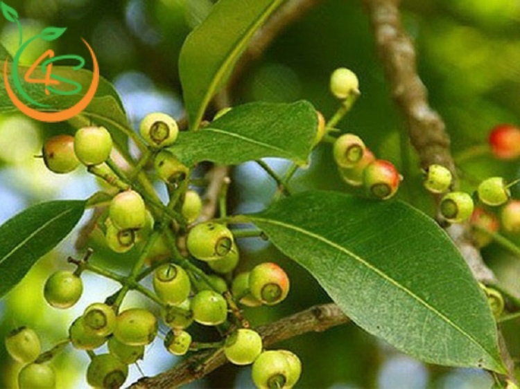 Cây Vối Nếp (lá vối) 12 cây vối giống