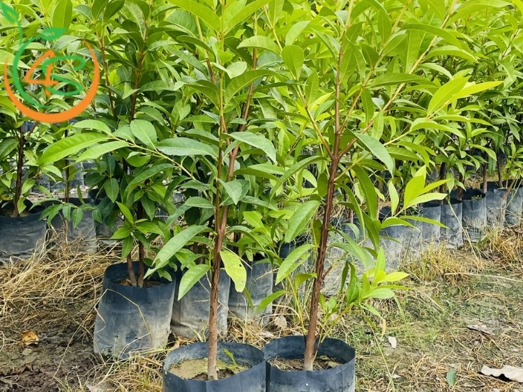 Cây Vối Nếp (lá vối) 9 cây vối giống