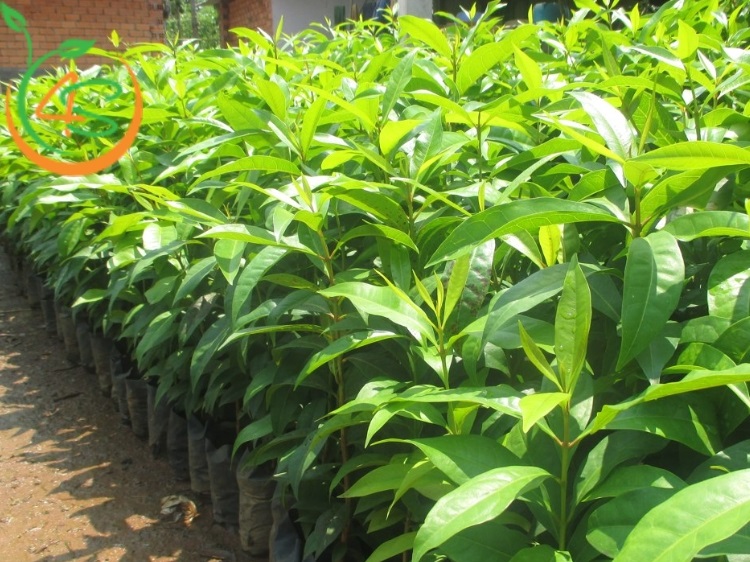 Cây Vối Nếp (lá vối) 13 cây vối giống