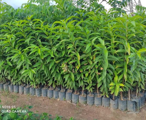 Cây Vối Nếp (lá vối) 15 mua Cây vối nếp giống - Cây giống 4S