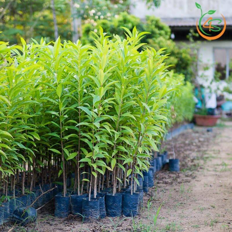 Cây Vối Nếp (lá vối) 14 bán cây vối nếp giống