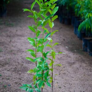 cay voi nep giong tai tphcm