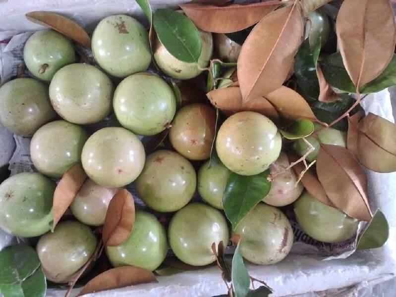 Cây Vú Sữa 10 Quả cây vú sữa