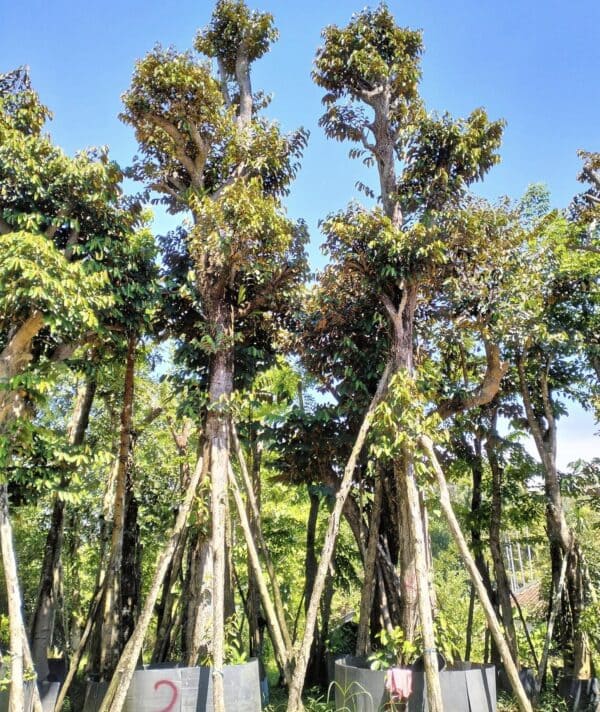 Cây Vú Sữa 8 Cây vú sữa