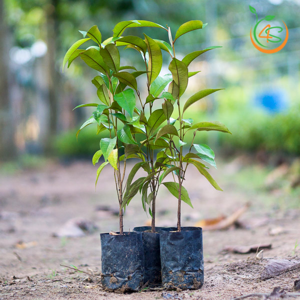 Cây Vú Sữa 15 giống cây vú sữa