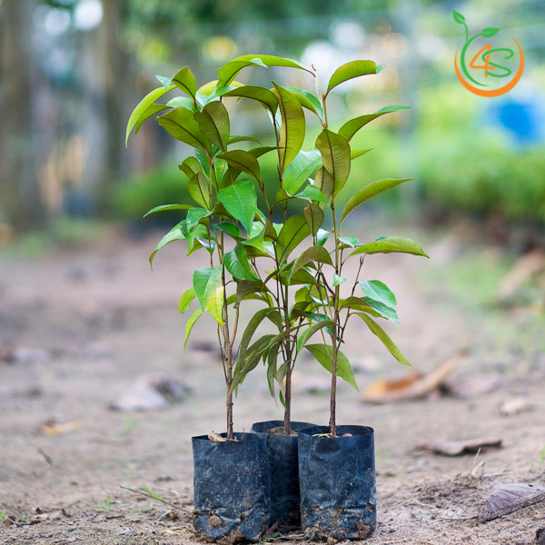 Cây Vú Sữa 14 cây vú sữa giống