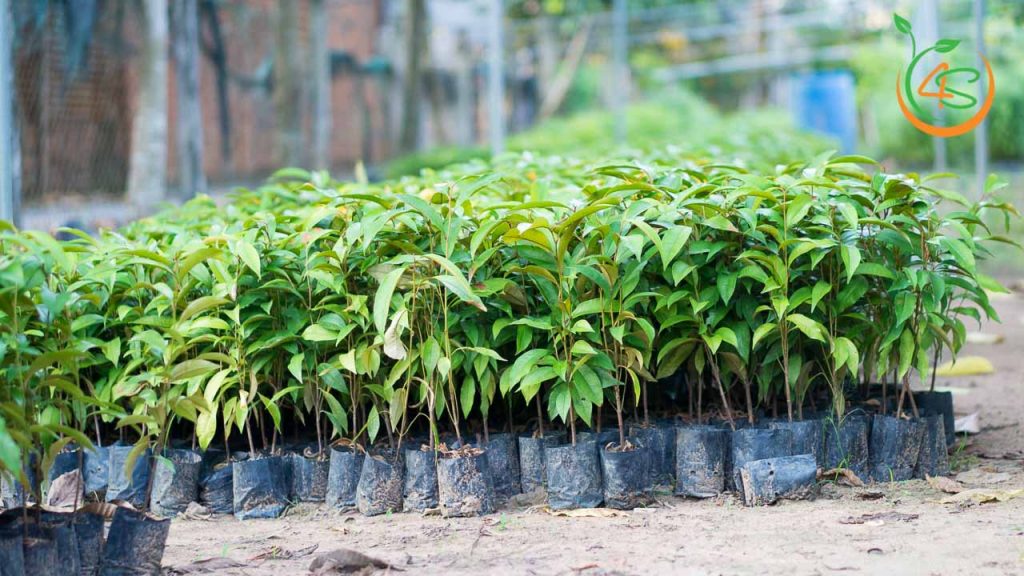 Cây Vú Sữa 11 cây vú sữa giống