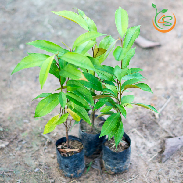 Cây Vú Sữa 13 giống cây vú sữa