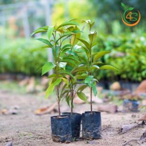 cây vú sữa giống