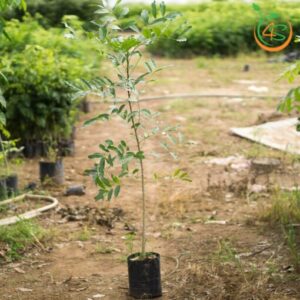 cay-xa-cu-cay-giong-4s