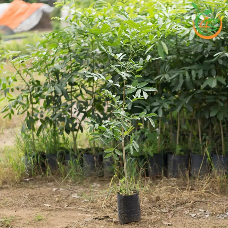 Cây Xà Cừ (sọ khỉ) 11 giá cây xà cừ giống