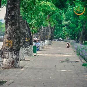 cây xà cừ công trình bóng mát