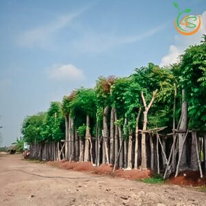 cay xa cu so khi cong trinh bong mat duong pho gia re 6