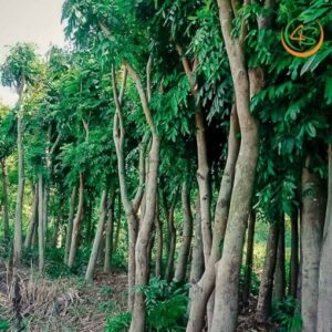 cây xà cừ sọ khỉ công trình