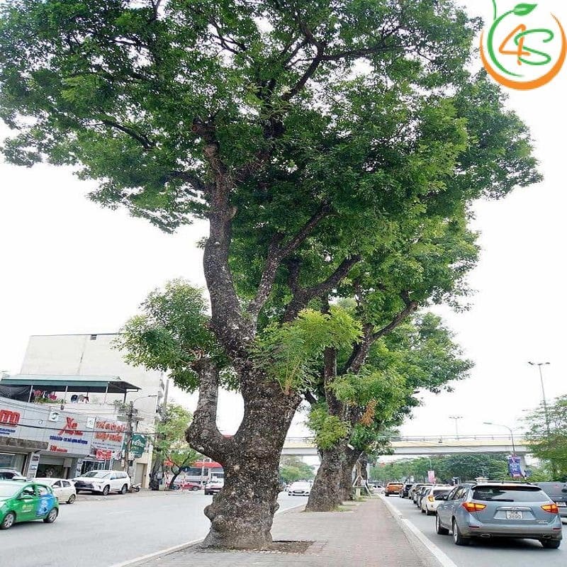 Cây xà cừ công trình 11 Cây Xà Cừ rợp bóng mát