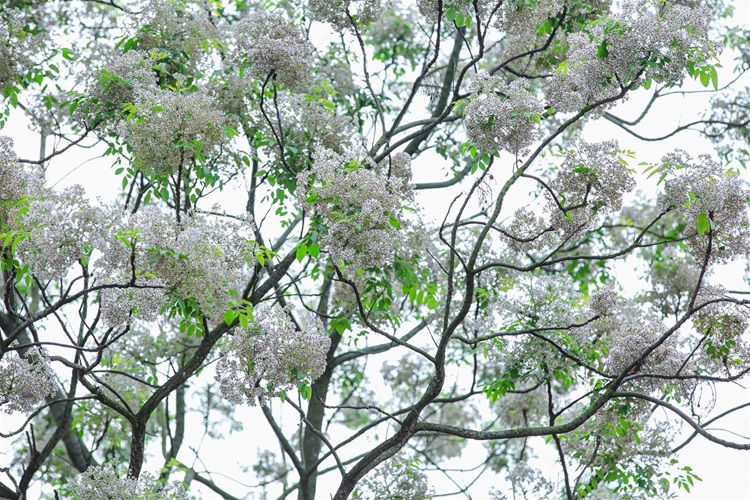 Cây Xoan Đào 4 Cây xoan đào