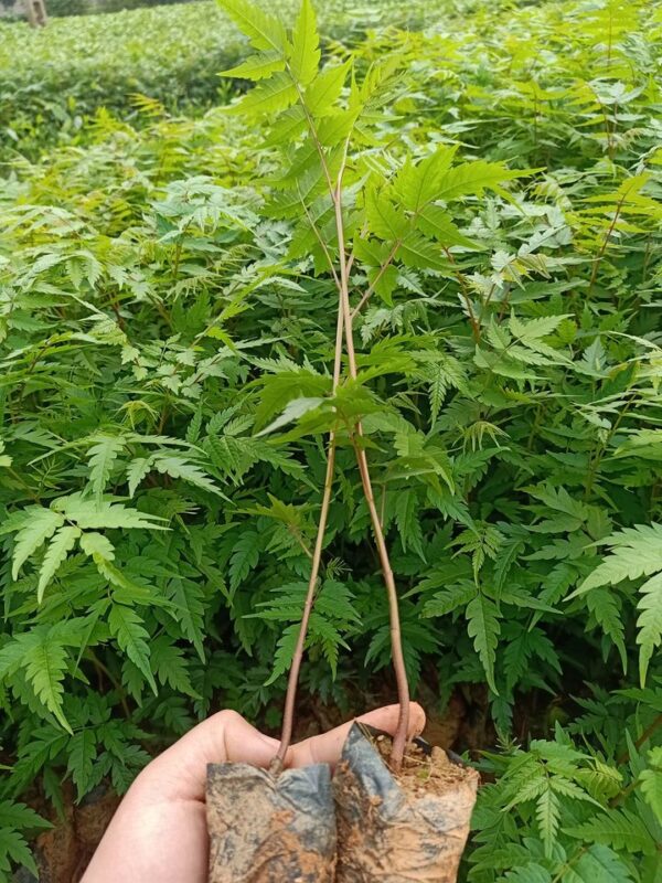 Cây Xoan Đào 9 Cây giống xoan đào - Cây giống 4S