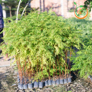 cay-xoan-dao-giong-4s