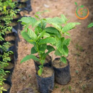 cây hoàng lan giống