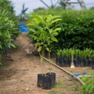 cay_hoa_ngoc_lan_giong