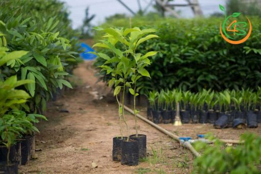 cay_hoa_ngoc_lan_giong