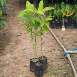 cay_hoa_ngoc_lan_giong