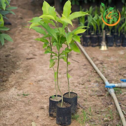 cay_hoa_ngoc_lan_giong