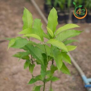 cay_hoa_ngoc_lan_giong