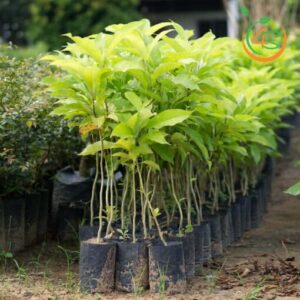 cây giống hoa ngọc lan