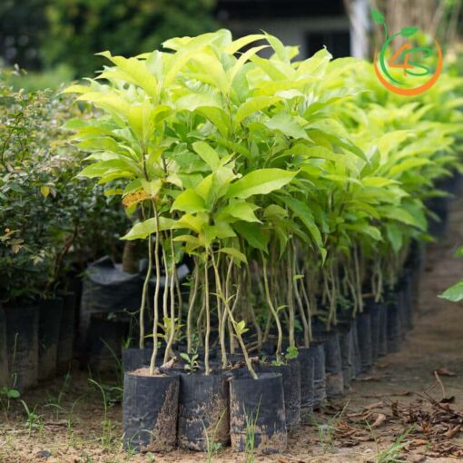 cây giống hoa ngọc lan