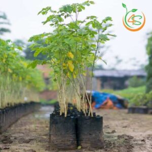 cây me tây giống