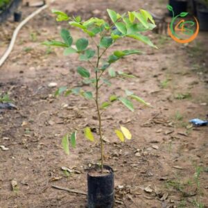 cay_giong_osaka_vang