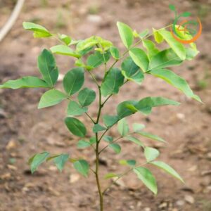 cay_giong_osaka_vang