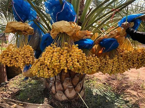 Cây Chà Là 7 Cây chà là giống