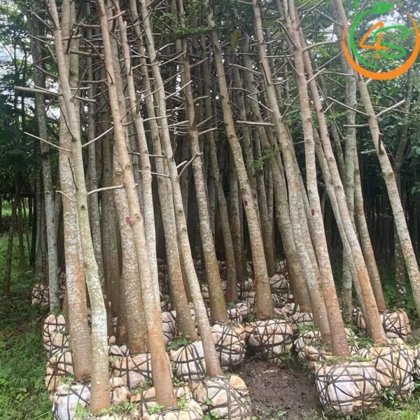 Cây dầu rái công trình 10 cham-soc-cay-dau-rai-cong-trinh