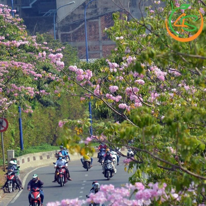 Cây kèn hồng công trình 10 Cây kèn hồng công trình đẹp