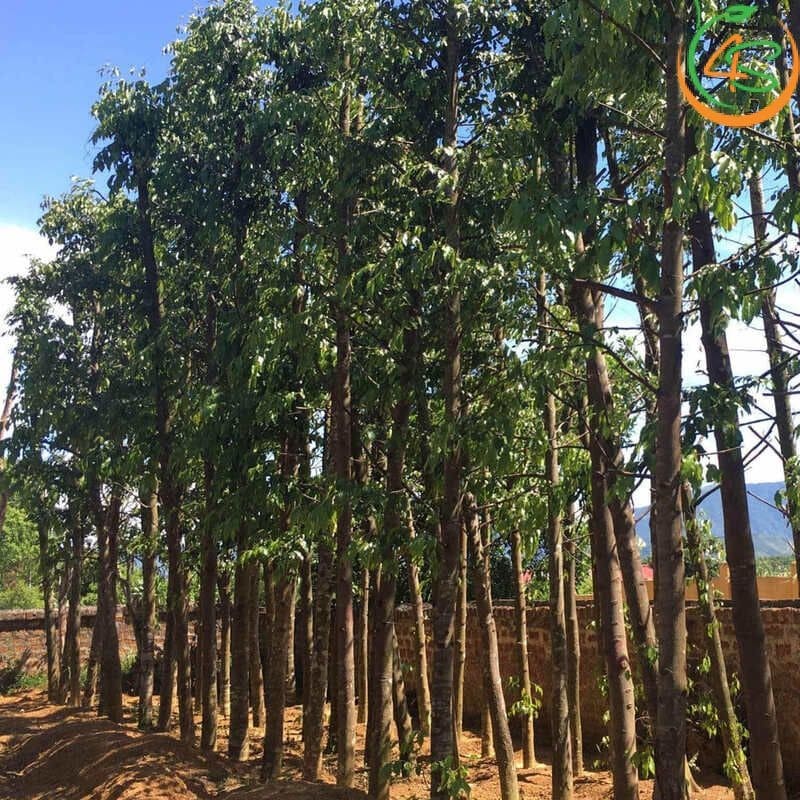 Cây sao đen công trình 11 cây sao đen giá bao nhiêu