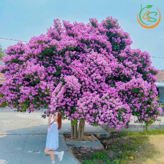 Cây bằng lăng tím công trình 8 Đặc điểm cây bằng lăng công trình