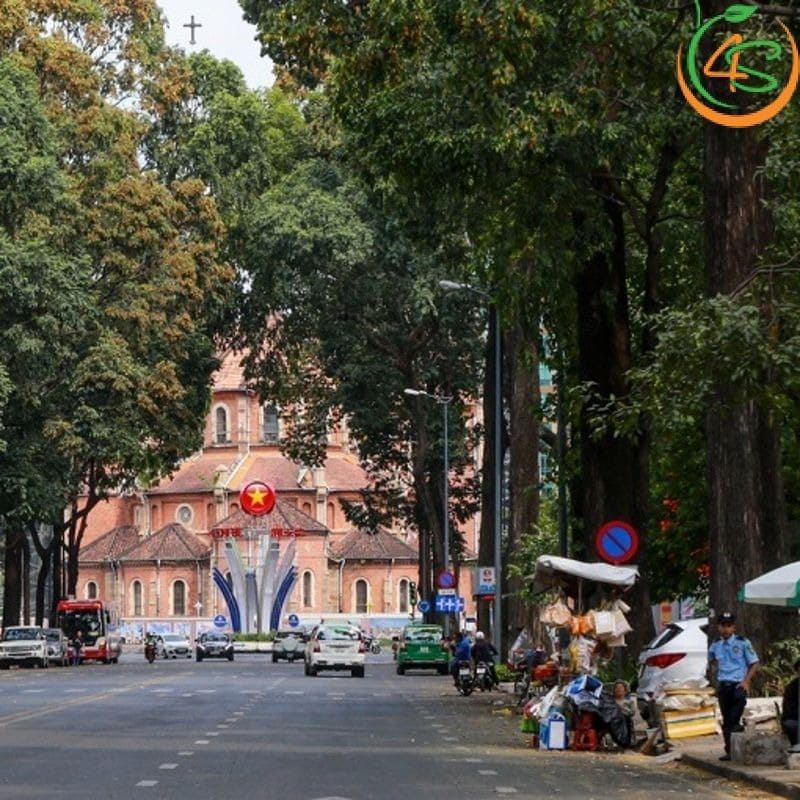 Cây sao đen công trình 8 Hàng cây sao đen công trình nhiều năm tuổi