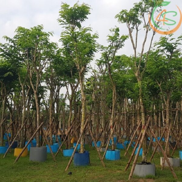 Cây giáng hương công trình 12 giá cây giáng hương công trình