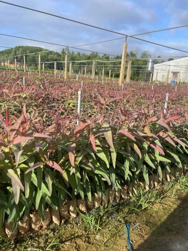 Cây Bạch Đàn 14 mua cây bạch đàn giống ở đâu