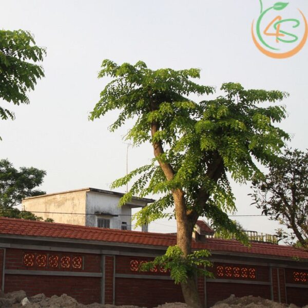 Cây giáng hương công trình 10 cây giáng hương lấy gỗ