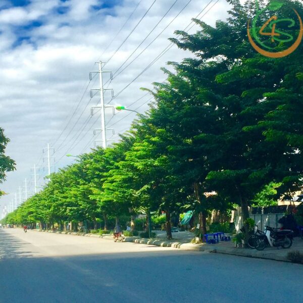 Cây giáng hương công trình 11 cây gỗ giáng hương