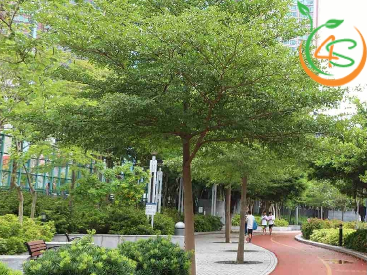 Cây Bàng Đài Loan (bàng lá nhỏ) 12 giống bàng đài loan