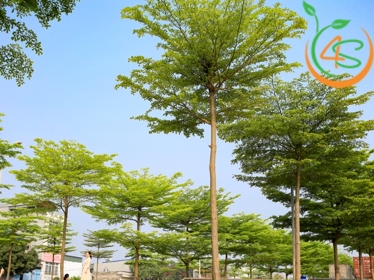 Cây Bàng Đài Loan (bàng lá nhỏ) 13 giống bàng đài loan