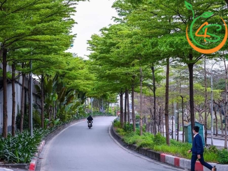 Cây Bàng Đài Loan (bàng lá nhỏ) 14 cây giống bàng đài loan