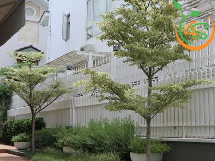 Cây Bàng Đài Loan (bàng lá nhỏ) 15 cây giống bàng đài loan