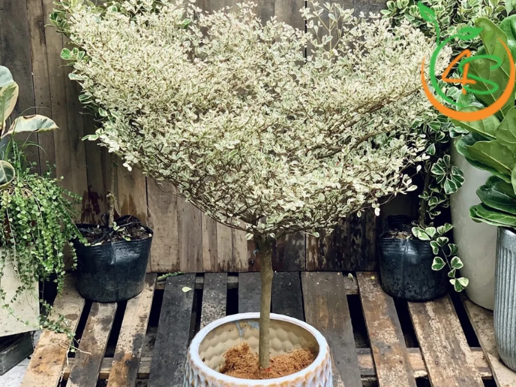 Cây Bàng Đài Loan (bàng lá nhỏ) 16 cây giống bàng đài loan