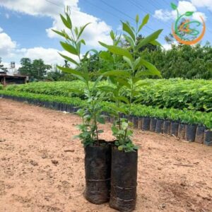 giống cây đàn hương trắng ấn độ